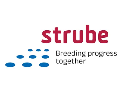strube